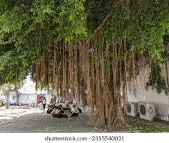 947 Banyan Tree Man Royalty-Free Images ...