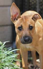 German Shepherd Pitbull Mix Black And Brown Shepherd Ridgeback Mix Mixed Breed Puppies Hybrid Dogs Dog Mixes