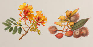 Image result for Guilandina bonduc