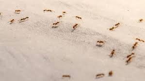 (*tapi, dalam islam kita tak boleh makan semut kecuali tak sengaja.) semut akan hilang. Cara Mengusir Semut Merah Di Rumah Dengan Mudah Lazuva Com Tempat Wisata Indonesia Pariwisata Indonesia