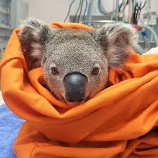 Port Macquarie Koala Hospital Portmacquariekoalahospital Instagram Photos And Videos Koala Koala Bear Animals