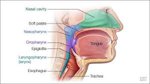 If there are lots of answers then i'll harvest them all and summarise once the. Mayo Clinic Sur Twitter Throat Cancer Refers To Cancerous Tumors That Develop In Your Throat Pharynx Voice Box Larynx Or Tonsils Learn What You Can Do To Reduce Your Risk Of
