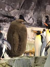 Have you ever given your favourite books to your friends? Have You Ever Seen A King Penguin Chick They Re Magnificent Aww
