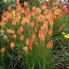 Image result for Kniphofia princeae