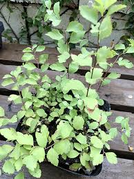 蒸し暑さに強い植物を 日当たりの良い庭向き 半日陰の庭向き に分けて紹介 ナチュラルガーデン向きの品種をチョイス タイムス住宅新聞社ウェブマガジン