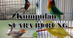Harga burung decu jantan tergantung usianya, berkisar antara rp 100.000 sampai dengan rp 300.000. Download Suara Burung Mp3 Lengkap Masteran Pikatan Terapi