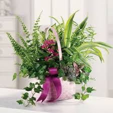 We did not find results for: Amesbury Garden In A Basket Newburyport Florist Flowers In Newburyport Beach Plum Flower Shop