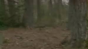 Broceliande Pays Magique Broceliande Foret Magique Foret De Paimpont