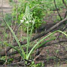 Image result for Ornithogalum seineri