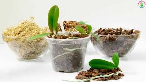 What type of soil should i plant my cactus in? inevitably, the newcomer to growing cacti will be faced with this question. Can I Use Cactus Soil For Orchids And Orchid Potting Mix Recipe Garden For Indoor