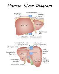 It appears reddish brown in appearance because of the immense amount of blood the liver is located in the upper right quadrant of the abdominal cavity, right below the diaphragm. Liver Diagram Stock Illustrations 4 209 Liver Diagram Stock Illustrations Vectors Clipart Dreamstime