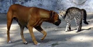 As a result, the relationship between a bonded pair usually runs deep. Cat Dog Relationship Wikipedia