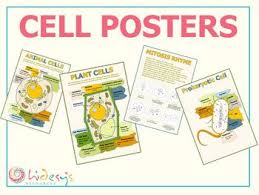 Though some examples such as male scale insects do undergo a form of complete metamorphosis ), containing over 95,000 named species; Cell Posters Plant Cells Animal Cells Prokaryotic Diagram Poster And A Rhyme Poem With The Stages Of Mi Science Cells Biology Lessons Classroom Essential