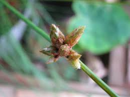 Image result for Schoenoplectiella juncea