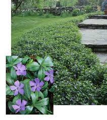 Vinca Minor Peekskill Nurseries Plant Six To Eight Inches Apart Ground Cover Plants Vinca Minor Ground Cover