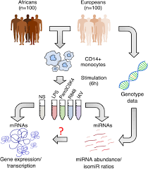Anda bisa mendapatkan angka keluar data hk juli 2020 hari ini yang pastinya dengan secara live. Population Variation In Mirnas And Isomirs And Their Impact On Human Immunity To Infection Genome Biology Full Text