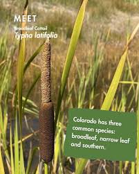 Image result for Typha