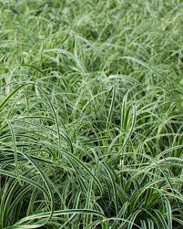 Image result for Carex angolensis