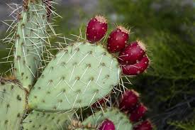 Place the pot in a window with indirect, bright light. Prickly Pear Cactus Care Guide Gardenerdy