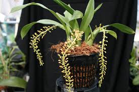 Image result for Liparis latialata