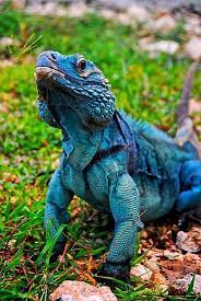 Blue Iguana Cyclura Lewisi Grand Cayman Island In 2020 Animals Animals Beautiful Iguana