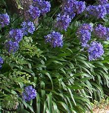 About Agapanthus Garden Guide Agapanthus Garden Agapanthus