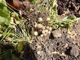 Image result for Vigna subterranea