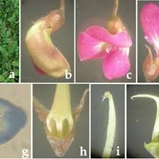 Image result for Tephrosia purpurea