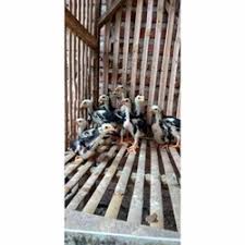 Adu ayam bangkok menurut primbon jawa. Jual Ayam Bangkok Di Kabupaten Kediri Harga Terbaru 2021