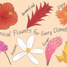 They sell it on the streets,outside the malls,outside the. 14 Types Of Tropical Flowers