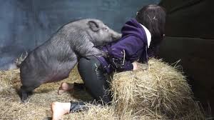 Pig and girl xxx