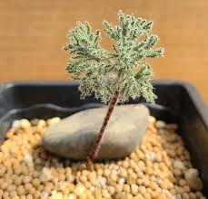 Image result for Eriospermum