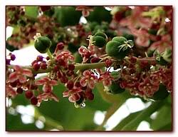 Image result for Phyllanthus muellerianus