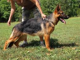Check spelling or type a new query. Akc German Shepherd Puppies For Sale In Springfield Virginia Classified Americanlisted Com