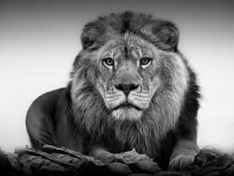 We have 50+ background pictures for you! Shane Russeck Lion Portrait 36x48 Black And White Photography Unsigned Test Print For Sale At 1stdibs