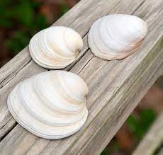 Southern Quahog Clam Mercenaria Campechiensis 4 Pieces Etsy Clams Salt Marsh Cool Things To Make
