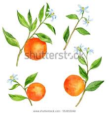 Trouvez Des Images De Stock De Ensemble De Branches D Orangers Avec Fruits En Hd Et Des Milli Comment Dessiner Une Fleur Branche D Arbre Tatouage Dessin Arbre