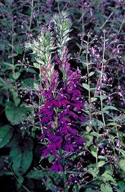 Image result for Lobelia fervens