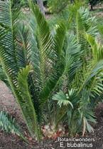Image result for Encephalartos aplanatus