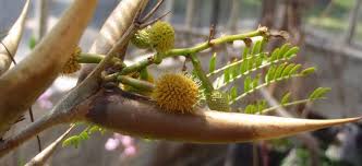 Image result for Acacia borleae
