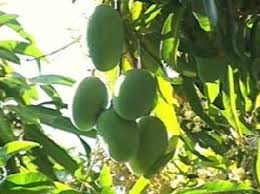 Kesar mango tree orchards are distributed across 20,000 hectares of land, which is with fertile soil. Kesar Mango Plants Buy Kesar Mango Plants For Best Price At Inr 50 Piece Approx