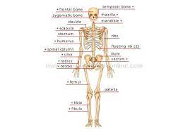 Skeletal System Diagram Anatomy Body Systems Human Anatomy