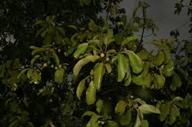Image result for Manilkara obovata