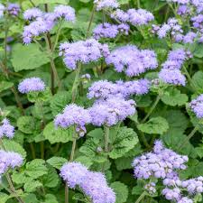 Image result for Ageratum