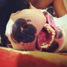 vem ni mim enfermeira white bull terrier bull terrier funny bull terrier