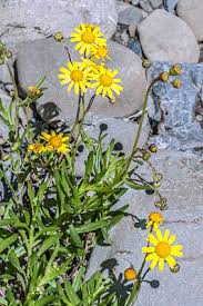 Image result for Senecio hochstetteri