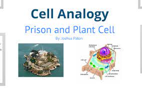 Maybe you would like to learn more about one of these? Cell Analogy Prison To Plant Cell By Joshua Palon