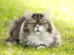 Naturheilmittel Fur Alte Katzen Was Hilft Katzensenioren