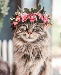 love laughter weddings officiant philadelphia pa weddingwire cat flowers beautiful cats baby cats