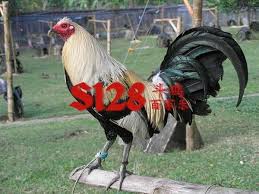 Download now gambar ayam filipina petarung yang lincah gambar foto ayam. Alasan Ayam Filipina Digunakan Sebagai Ayam Petarung S128 Tips Sabung Ayam Online Maxbet303
